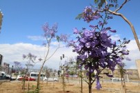 Mezitli'de Jacarandalar Çiçek Açmaya Başladı