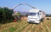 MEHMET BALCı - Mısır Silajı Ovaları Hareketlendirdi