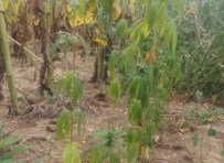 TATARLı - Ayçiçeği Tarlasında 300 Kök Hint Keneviri Ele Geçirildi