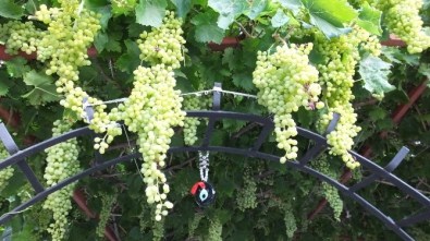 Burhaniye'de Emekli Emniyetçinin Nazarlıklı Üzümleri