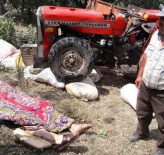 KALEDERE - Çorum'da Traktör Devrildi  Açıklaması 1 Ölü, 2 Yaralı