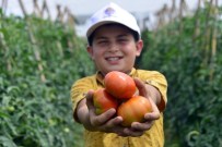 KISECIK - Çamlıyayla'da Çiftçilerin İlk Domates Hasadı Sevinci