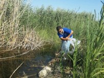 Söke'de Azap Gölü Ve Azmaklara 65 Bin Yavru Sazan Bırakıldı