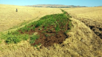 Bingöl'de Uyuşturucu Operasyonu