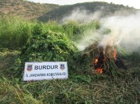 Bucak'ta 6 Bin Kök Kenevir Ele Geçirildi