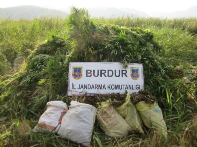 Burdur'da 11 Kilo Esrar Ve 6 Bin 750 Kök Kenevir Ele Geçirildi