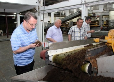 Çay Fabrikaları Tam Kapasite Çalışıyor