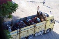 KAÇAK KESİM - Bir Kamyon Dolusu At Polisi Alarma Geçirdi