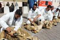 Kayseri'de 99 Şükür Kurbanı Kesildi