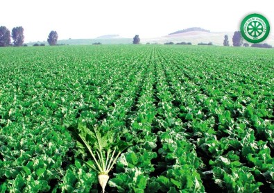 Kayseri Şeker'den Pancar Çiftçisine 34 Milyon Sulama Avansı
