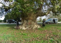 Samsun'un En Yaşlı Ağacı