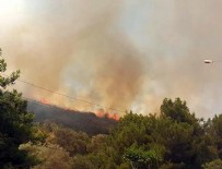 Bodrum'da orman yangını