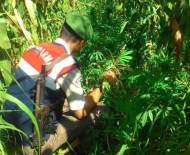 Alaçam'da 3 Kilo Esrar Ve 500 Kök Kenevir Ele Geçirildi