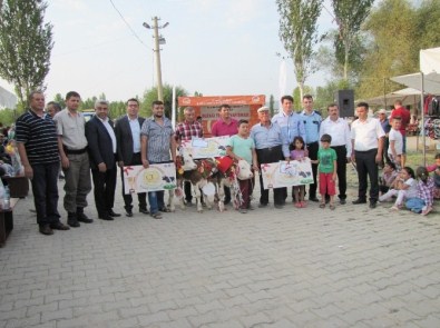 Hisarcık'ta En Güzel Buzağı Yarışması