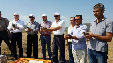 Tekirdağ'da Doğaya 200 Kınalı Keklik Salındı