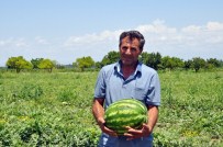 ORGANİK ÜRÜN - Iğdır Karpuzu Diyarbakır Karpuzuna Rakip Oldu
