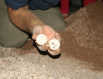 DENİZ KAPLUMBAĞALARI - Marmaris'te Caretta Caretta Seferberliği