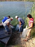MERSİN BALIĞI - Aydın'ın 20 Su Kaynağına 115 Bin Yavru Balık Bırakıldı