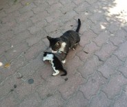 NOEL BABA - Kedi De Olsa O Bir Anne !