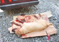 HASAN DURMUŞ - Otomobil Çarpan Köpek Ağır Yaraladı