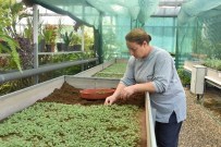 İSTİMLAK - Salihli'de Peyzaj Çalışmaları Devam Ediyor