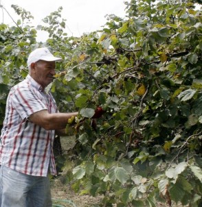 Trabzonlu Fındık Bahçesine Erken Girdi