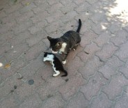 NOEL BABA - Yavrusunun Başında Saatlerce Bekledi