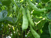 KURU FASULYE - Markette En Çok Fiyat Artışı Yeşil Fasulyede