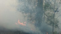 Osmaneli'de Orman Yangını