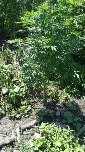 Çarşamba'da Esrar Operasyonu