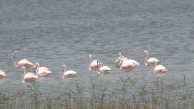 Flamingolar Erçek Gölü'nde