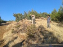 FEROMON - Orman Zararlıları İle Mücadele Başlatıldı