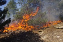 Aydın'da Orman Yangını