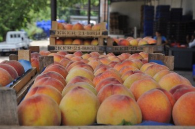 Şeftalinin Fiyatı, Üreticiyi Memnun Etmedi