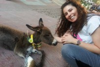 SHREK - Sevimli Sıpa Maskot Oldu