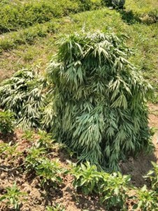 Adıyaman'da Bin 125 Kök Kenevir Bitkisi Ele Geçirdi