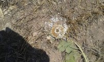 YABAN DOMUZLARI - Bilecik'te Yaban Domuzları Ayçiçeği Tarlalarına Zarar Verdi