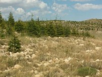 EROZYONLA MÜCADELE - Mersin'de Ağaçlandırma Ve Erozyonla Mücadele Çalışmaları Sürüyor
