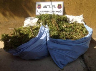 Jandarmadan Uyuşturucu Operasyonu