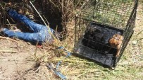 İŞ MAKİNASI - Muğla'da Sulama Kanalına Sıkışan Köpekler Kurtarıldı