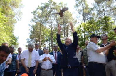 Sinop'ta 200 Sülün Doğaya Salındı
