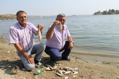 Boğazköy Barajında Toplu Balık Ölümleri