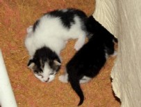 ÇÖP EV - Çekyatın içinden onlarca kedi fırladı