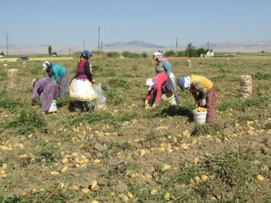 Sandıklı'da Patates Hasadı Sıkıntılı Başladı