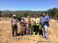 KARAAHMETLI - Yunusemre'de Organik Tarıma İlgi Artıyor