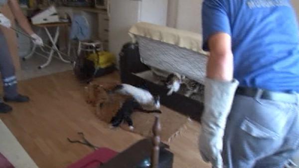 Çekyatın içinden onlarca kedi fırladı