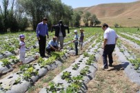 ABDULSELAM ÖZTÜRK - Başkale'de 'Örnek Çilek Bahçesi' Projesi Hasat Vermeye Başladı