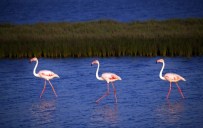 BOTANİK BAHÇESİ - Dilek Yarımadası Büyük Menderes Deltası Milli Parkı Darphane Gibi
