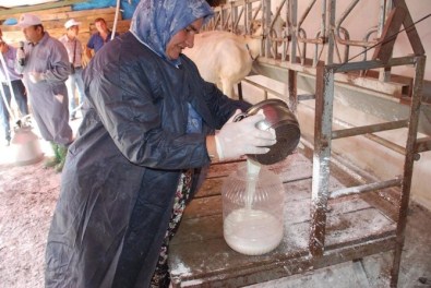 'Kaliteli Süt Çanakkale'den Geçer' Projesi Başladı