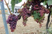 KARDINAL - Klon Seleksiyonu İle Üzümde Verim Artacak